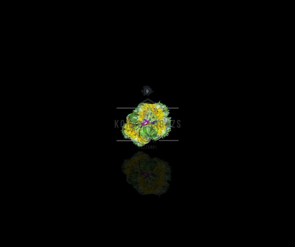Stichodactyla Tapetum